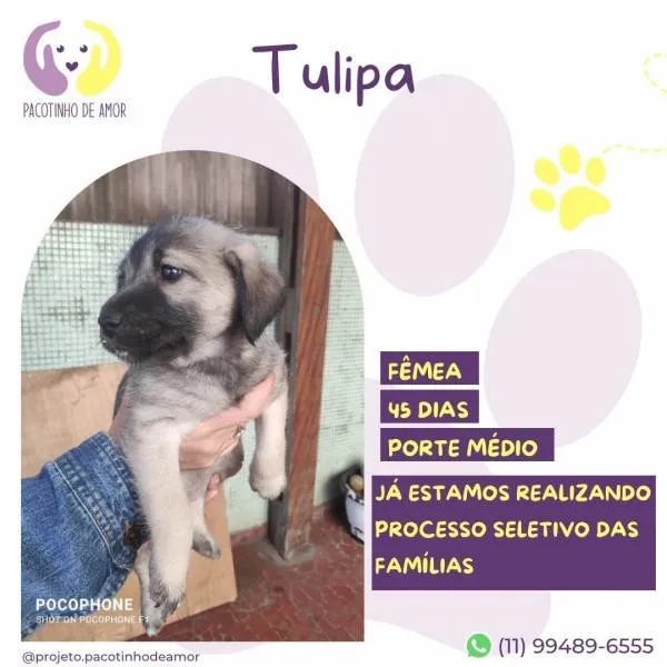 Cachorro ra a SRD-ViraLata idade 2 a 6 meses nome Tulipa