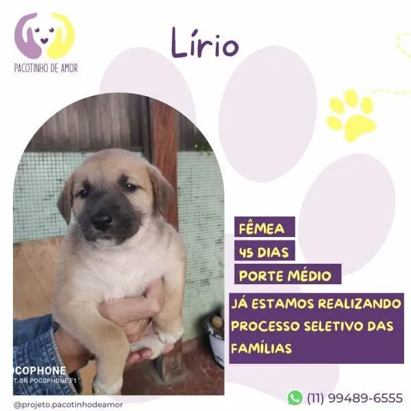 Cachorro ra a SRD-ViraLata idade 2 a 6 meses nome Lirio