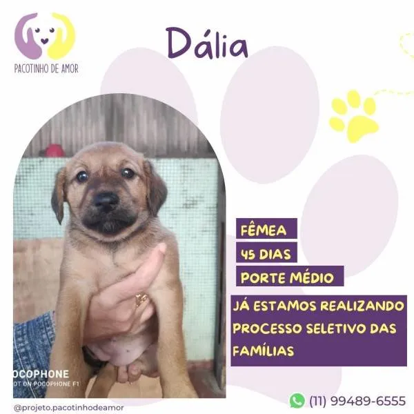 Cachorro ra a SRD-ViraLata idade 2 a 6 meses nome Dalia