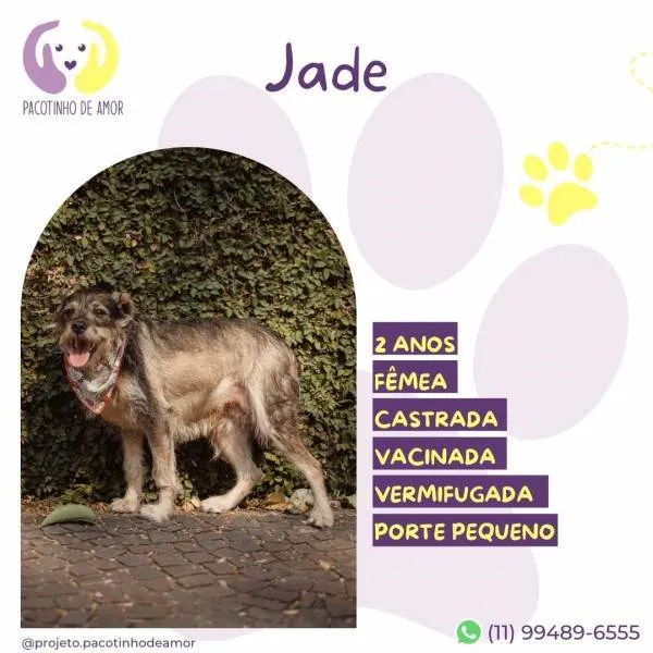 Cachorro ra a SRD-ViraLata idade 1 ano nome Jade