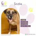 Stella