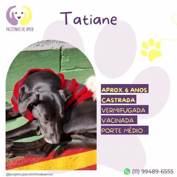 Cachorro ra a SRD-ViraLata idade 1 ano nome Tatiane