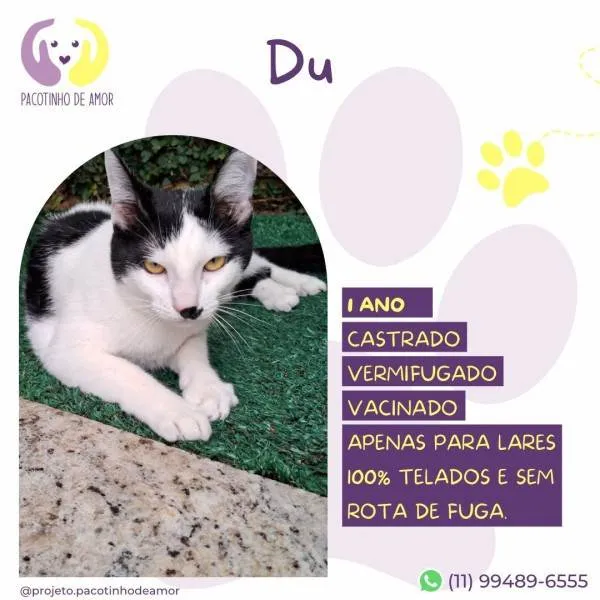 Gato ra a SRD-ViraLata idade 2 a 6 meses nome Duu