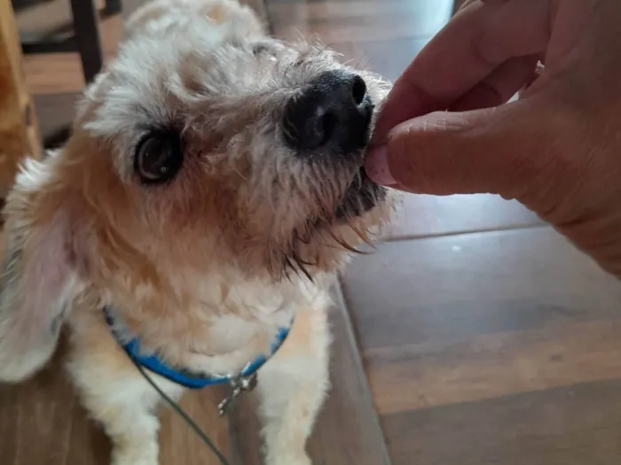 Cachorro ra a SRD-ViraLata idade 6 ou mais anos nome ADOTE GUILHERME. IDOSINHO DA ENCHENTE