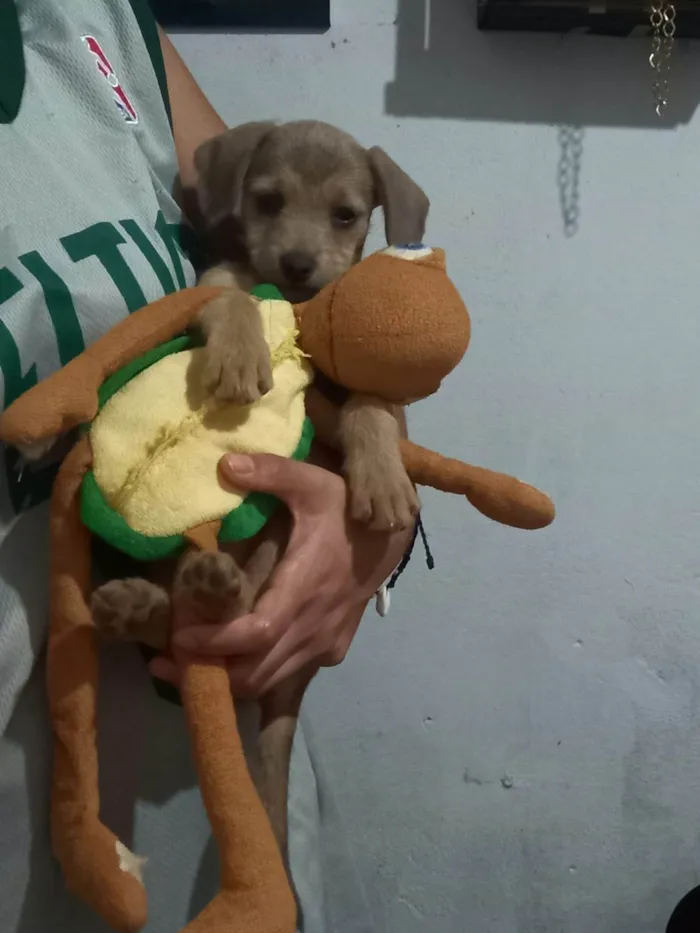 Cachorro ra a SRD-ViraLata idade 2 a 6 meses nome Sem nome ainda