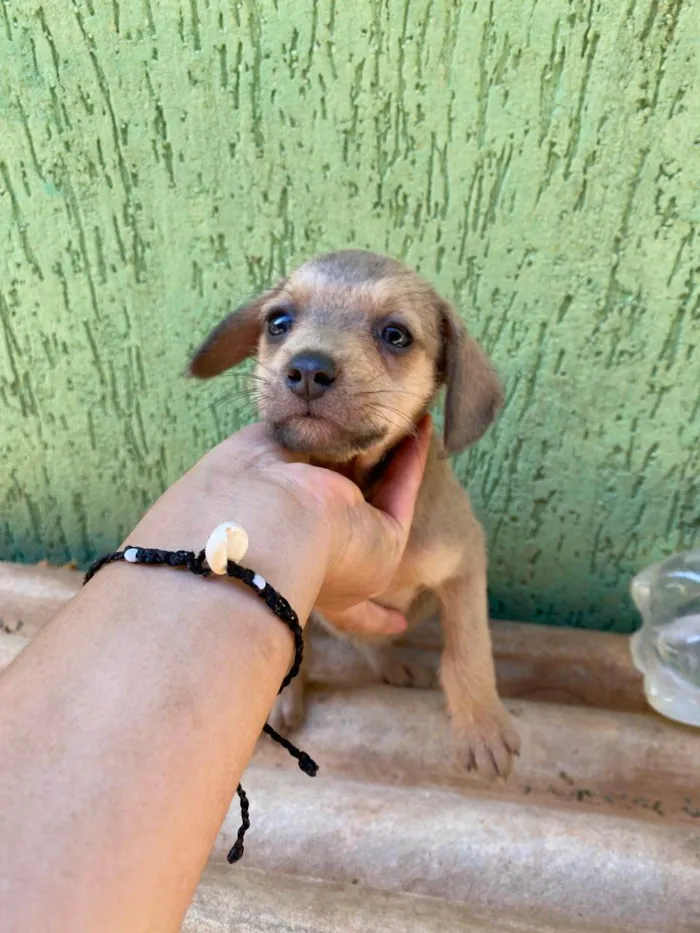 Cachorro ra a SRD-ViraLata idade 2 a 6 meses nome Sem nome ainda