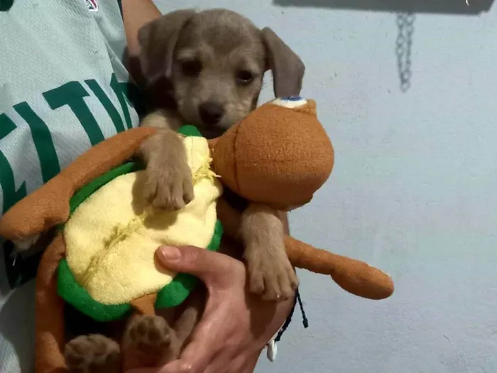 Cachorro ra a SRD-ViraLata idade 2 a 6 meses nome Sem nome ainda