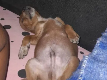 Cachorro raça SRD-ViraLata idade Abaixo de 2 meses nome Mógly 