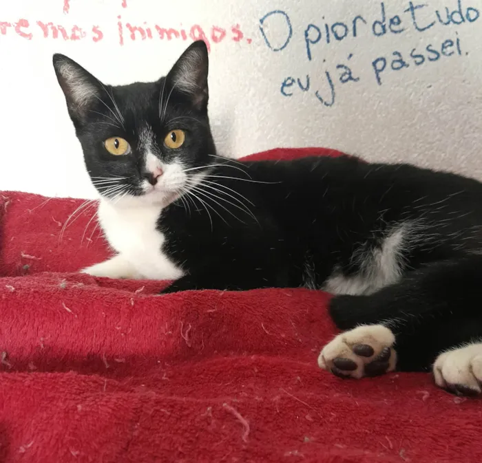 Gato ra a SRD-ViraLata idade 2 a 6 meses nome Joulie