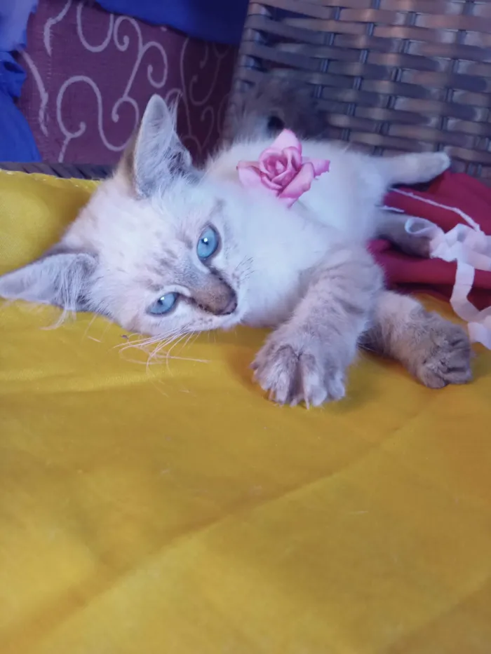 Gato ra a Siamês idade 2 a 6 meses nome Belinha