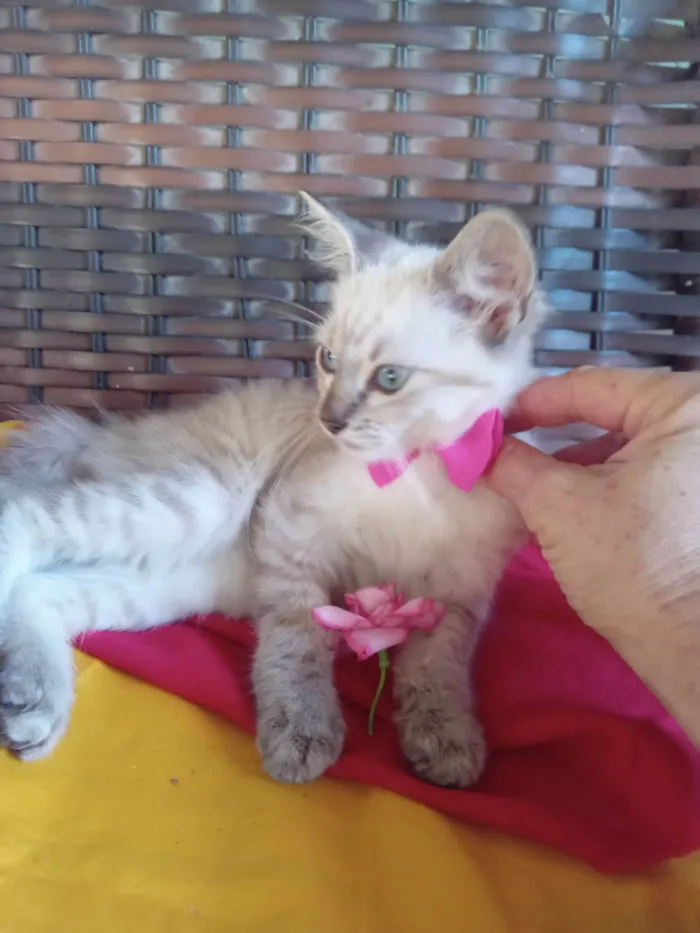 Gato ra a Siamês idade 2 a 6 meses nome Belinha