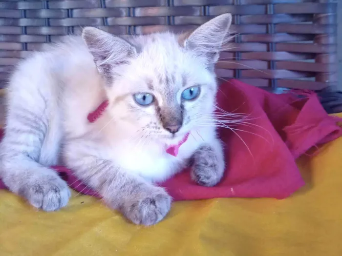 Gato ra a Siamês idade 2 a 6 meses nome Belinha