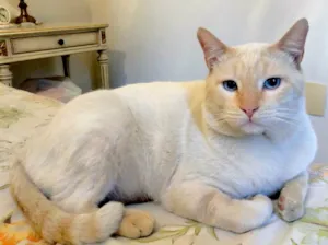 Gato raça SRD-ViraLata idade 2 anos nome Ferrugem