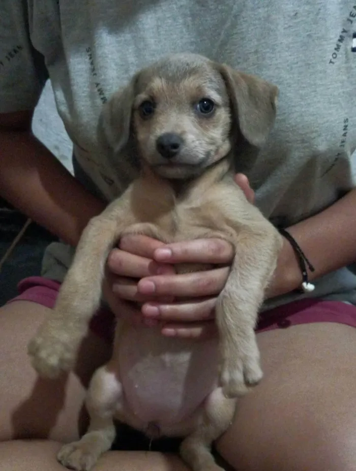 Cachorro ra a SRD-ViraLata idade 2 a 6 meses nome Sem nome ainda