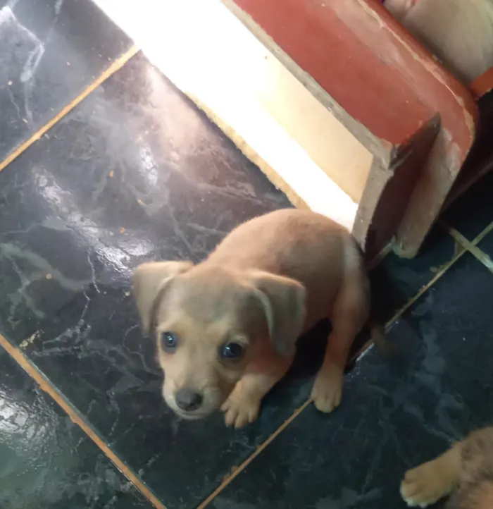 Cachorro ra a SRD-ViraLata idade 2 a 6 meses nome Sem nome ainda