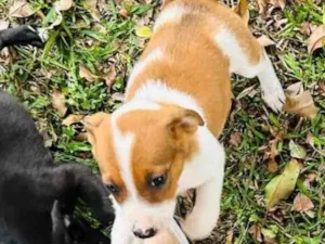 Cachorro raça SRD-ViraLata idade Abaixo de 2 meses nome Filhotes