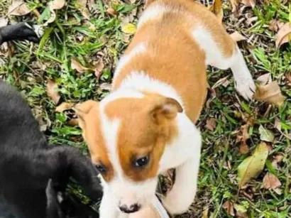 Cachorro raça SRD-ViraLata idade Abaixo de 2 meses nome Filhotes