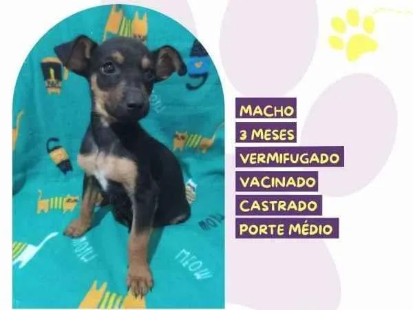 Cachorro ra a SRD-ViraLata idade 2 a 6 meses nome Olavo