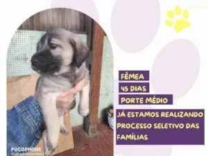 Cachorro raça SRD-ViraLata idade 2 a 6 meses nome Tulipa