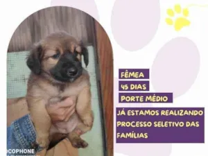 Cachorro raça SRD-ViraLata idade 2 a 6 meses nome Petunia