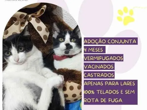 Gato ra a SRD-ViraLata idade 2 a 6 meses nome Mia