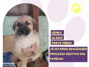 Cachorro raça SRD-ViraLata idade 2 a 6 meses nome Lirio