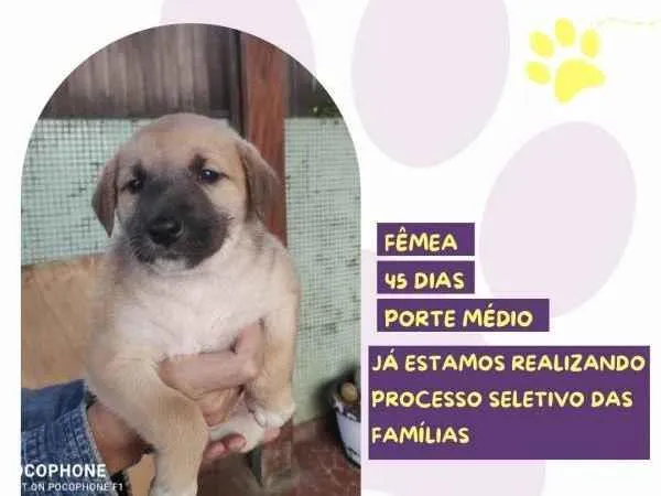 Cachorro ra a SRD-ViraLata idade 2 a 6 meses nome Lirio