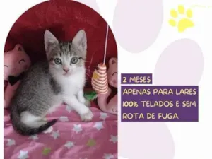 Gato raça SRD-ViraLata idade 2 a 6 meses nome Keke