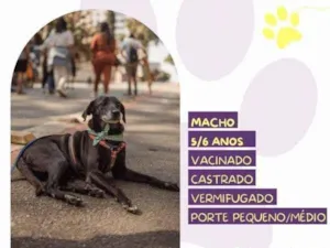 Cachorro raça SRD-ViraLata idade 1 ano nome Jorginho