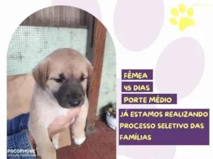 Cachorro raça SRD-ViraLata idade 2 a 6 meses nome Iris