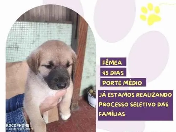 Cachorro ra a SRD-ViraLata idade 2 a 6 meses nome Iris