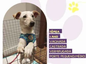 Cachorro raça SRD-ViraLata idade 1 ano nome Fifi