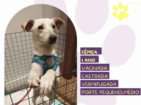 Cachorro ra a SRD-ViraLata idade 1 ano nome Fifi