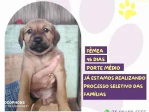 Cachorro raça SRD-ViraLata idade 2 a 6 meses nome Dalia