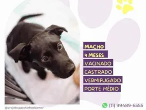 Cachorro raça SRD-ViraLata idade 2 a 6 meses nome Dobi