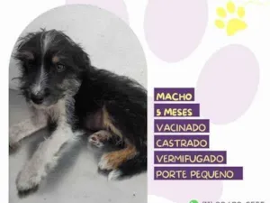 Cachorro raça SRD-ViraLata idade 1 ano nome Sebastiao