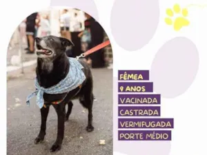 Cachorro raça SRD-ViraLata idade 1 ano nome Amora