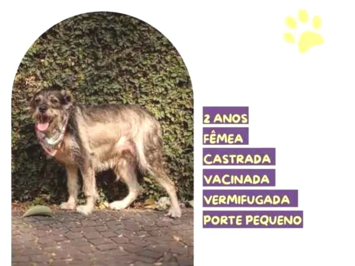 Cachorro ra a SRD-ViraLata idade 1 ano nome Jade