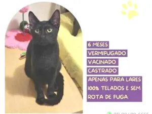 Gato raça SRD-ViraLata idade 1 ano nome Faisca