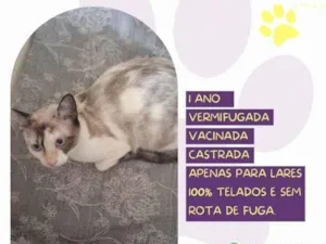 Gato raça SRD-ViraLata idade 1 ano nome Maya