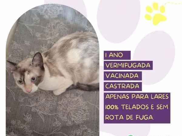 Gato ra a SRD-ViraLata idade 1 ano nome Maya