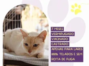 Gato raça SRD-ViraLata idade 1 ano nome Mingau