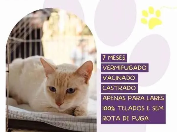 Gato ra a SRD-ViraLata idade 1 ano nome Mingau