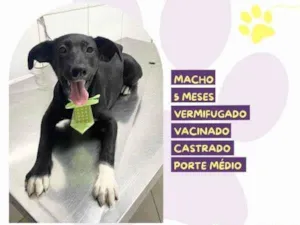 Cachorro raça SRD-ViraLata idade 2 a 6 meses nome Lupi