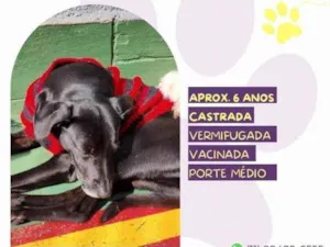 Cachorro raça SRD-ViraLata idade 1 ano nome Tatiane