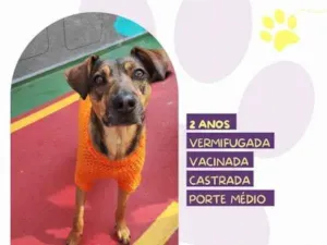 Cachorro raça SRD-ViraLata idade 1 ano nome Maraisa