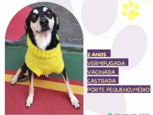 Cachorro raça SRD-ViraLata idade 1 ano nome Luna