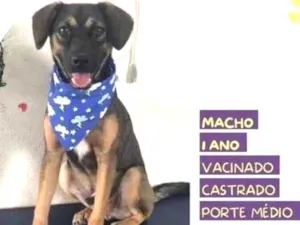 Cachorro raça SRD-ViraLata idade 1 ano nome Duque