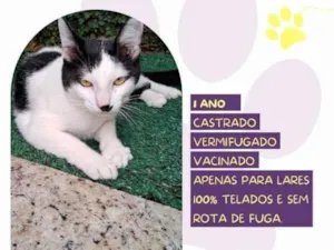 Gato raça SRD-ViraLata idade 2 a 6 meses nome Duu