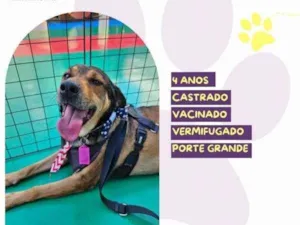 Cachorro raça SRD-ViraLata idade 1 ano nome Pluto